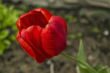 Obraz premium Tulip red