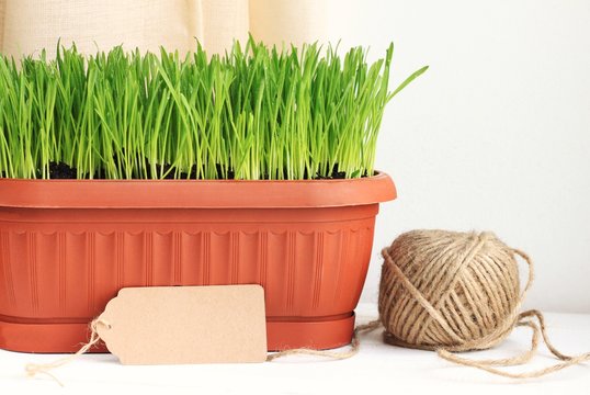 Home gardening. Fresh green wheat grass in flower pot, empty tag, springtime household. 
