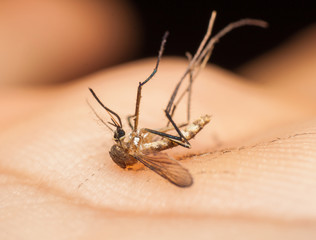 Dead mosquito on a hand,Macro