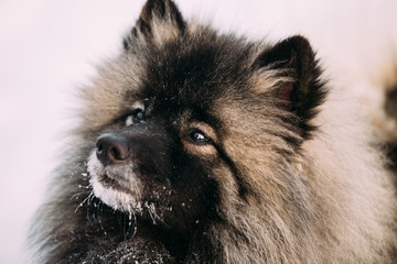 Close up of lovely Young Keeshond, Keeshonden dog in snow, winte