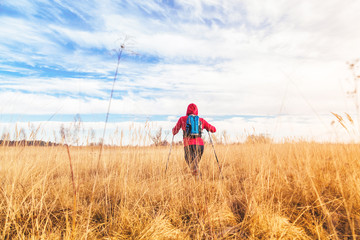 Hiker man with backpack and trekking poles hiking in a field/Hiker man with backpack and trekking poles hiking in a field on a background of the blue sky and high yellow grass