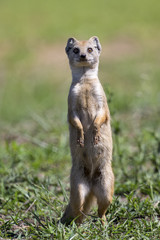 Yellow Mongoose hunting for prey on short green grass