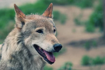 Papier Peint photo autocollant Loup Smiling wolf (retro style, with focus on the eyes)