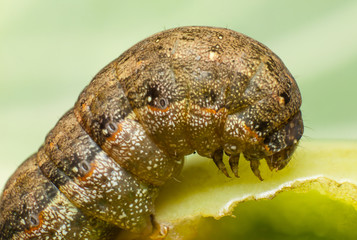 Macro brown caterpillar on tomato,pest eating leaf