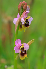 Orchidea selvatica , Ophrys tenthredinifera