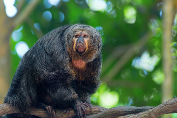 Saki Monkey Portrait