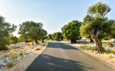 Big and old ancient olive trees in the olive garden in Mediterra