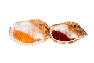 Two Helmet sea shells - Galeodea echinophora. Empty house of sea