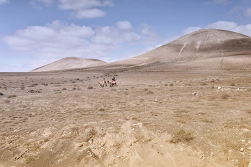 chameaux dans le désert