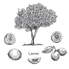 lemon tree sketch - 105320177