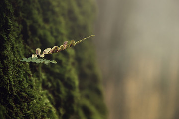 Small Plant Growing from Moss Rock