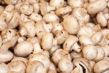 background of fresh whole mushrooms, closeup