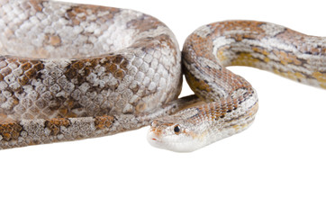 Closeup of a coiled corn snake (isolated on white)
