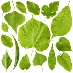 Green leaves set