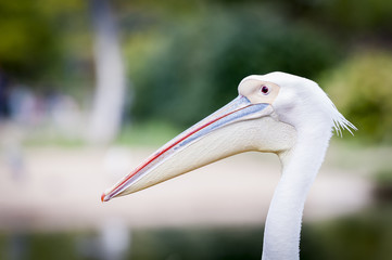 Portrait de pélican