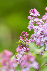 Obraz premium Nature background