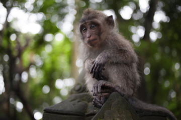 monkey in the jungle