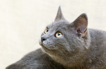 The Russian Blue cat.