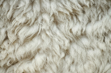 Natural fluffy flat sheep skin background texture