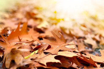 Forest floor in autumn. Autumn leaves, nature background with copy space. 