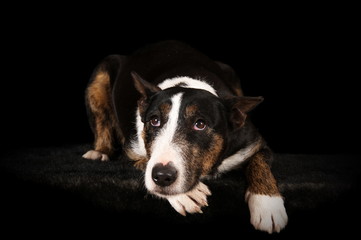 Bull Terrier en studio sur fond noir