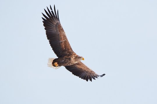 White Tailed Eagle Flying Wings Spread