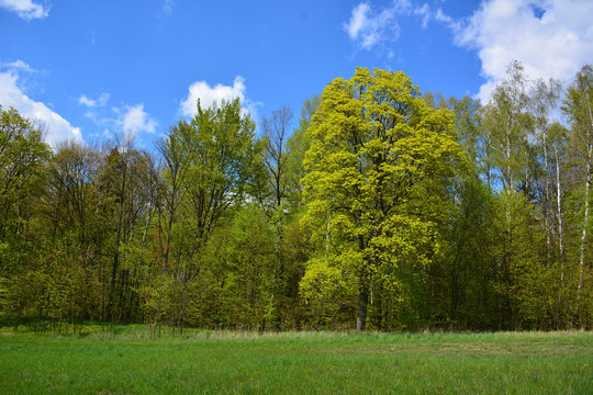 Green spring landscape with meadows and trees