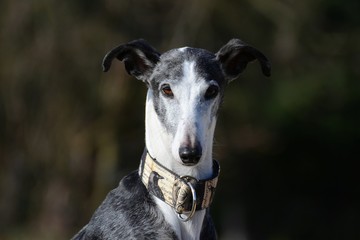 Galgo Espanol