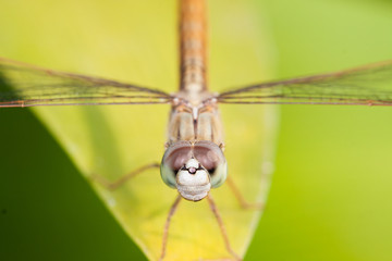 Orange dragonfly on a leaf