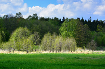 Green spring landscape with meadows and trees