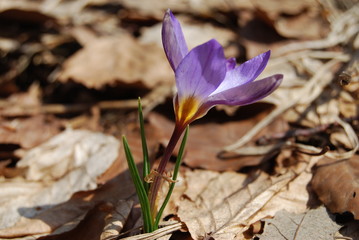 Spring crocus on sunny day. Close-up