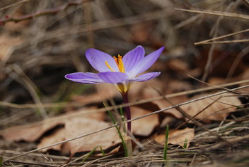 Wild crocus in full bloom. Close-up