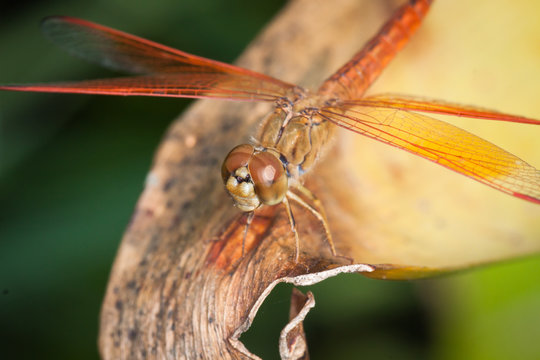 Orange dragonfly on a leaf