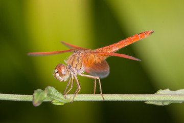 Orange dragonfly on a leaf