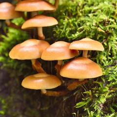 Fresh mushrooms on a mossy tree trunk. Selective focus of wild mushrooms with copy space and defocused background. Autumn scene with golden sunlight. 