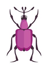 Beetle flat insect bug in cartoon style vector