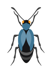 Beetle flat insect bug in cartoon style vector