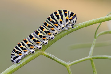 Oruga de papilio machaon en primavera
