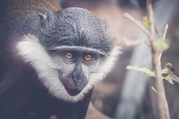 Singe cercopithèque