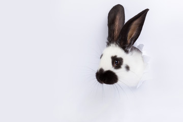 Fototapeta premium White rabbit