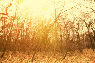 Obraz premium Forest in retro colors with sun flare.