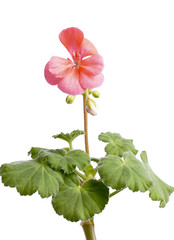 Pink geranium flower. Isolated.