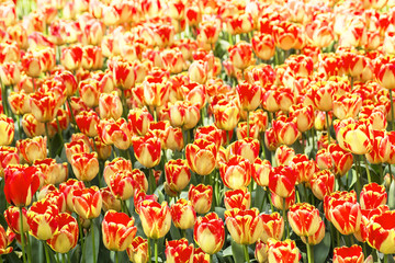 background landscape beautiful red tulips with yellow border in Istanbul Tulip Festival