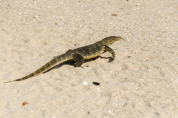 Waran am Strand