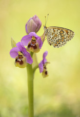 Orquídea Ophrys tentbredinifera y mariposa en primavera