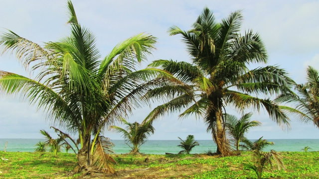 Tropical beach with palm tree
