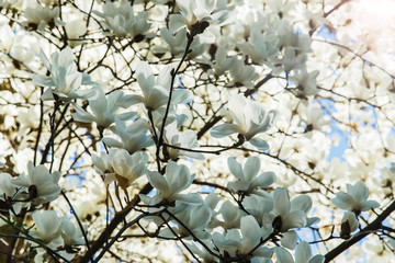 Blossoming  white of magnolia flowers in spring time © koss13