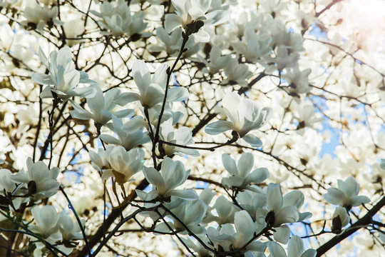 Fototapeta Blossoming  white of magnolia flowers in spring time