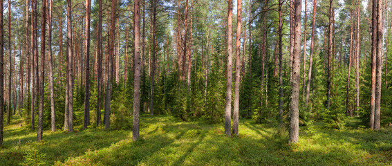 Summer fir forest panorama