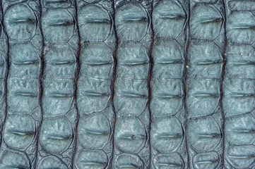 Papier Peint photo Crocodile Fragment of a crocodile skin texture backround